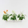 Artificial Flower GS-04523007_1 Artificial Flower GS-04523007 Potted Flowers&Plants YeahFlower is one of Chinese leading OEM manufacturers and exporters , supplying the silk flowers, wholesale artificial trees