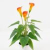 Artificial Flower GS-04523007_3 Artificial Flower GS-04523007 Potted Flowers&Plants YeahFlower is one of Chinese leading OEM manufacturers and exporters , supplying the silk flowers, wholesale artificial trees