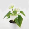 Artificial Flower  GS-04523010 Potted Flowers&Plants YeahFlower is one of Chinese leading OEM manufacturers and exporters , supplying the silk flowers, wholesale artificial trees
