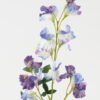 Artificial Flower 20*20*66cm Pea Blossom *3 single stem GS-72523006 Single Flowers YeahFlower is one of Chinese leading OEM manufacturers and exporters , supplying the silk flowers, wholesale artificial trees