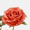 Artificial Flower 20*20*67cm Rose *3 single stem GS-71823001-O1 Single Flowers YeahFlower is one of Chinese leading OEM manufacturers and exporters , supplying the silk flowers, wholesale artificial trees