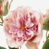 Artificial Flower 18*18*70cm Rose *7 single stem GS-48723006 Single Flowers YeahFlower is one of Chinese leading OEM manufacturers and exporters , supplying the silk flowers, wholesale artificial trees