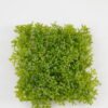 Artificial Grass SOft Pe grass mat GVC-23-3026_4 Artificial Grass SOft Pe grass mat GVC-23-3026 Grass&PLANT YeahFlower is one of Chinese leading OEM manufacturers and exporters , supplying the silk flowers, wholesale artificial trees