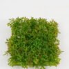 Artificial Grass SOft Pe grass mat GVC-23-3026_5 Artificial Grass SOft Pe grass mat GVC-23-3026 Grass&PLANT YeahFlower is one of Chinese leading OEM manufacturers and exporters , supplying the silk flowers, wholesale artificial trees