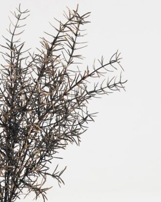 Artificial Plant 25*25*45cm Asparagus bush GS-51623010-J2 Leaves&Sprays&Foliages YeahFlower is one of Chinese leading OEM manufacturers and exporters , supplying the silk flowers, wholesale artificial trees Artificial Plant 25*25*45cm Asparagus bush GS-51623010-J2 Leaves&Sprays&Foliages YeahFlower is one of Chinese leading OEM manufacturers and exporters , supplying the silk flowers, wholesale artificial trees