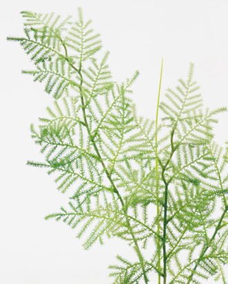 Artificial Plant 23*23*61cm Asparagus fer single stem GS-12723002 Leaves&Sprays&Foliages YeahFlower is one of Chinese leading OEM manufacturers and exporters , supplying the silk flowers, wholesale artificial trees Artificial Plant 23*23*61cm Asparagus fer single stem GS-12723002 Leaves&Sprays&Foliages YeahFlower is one of Chinese leading OEM manufacturers and exporters , supplying the silk flowers, wholesale artificial trees