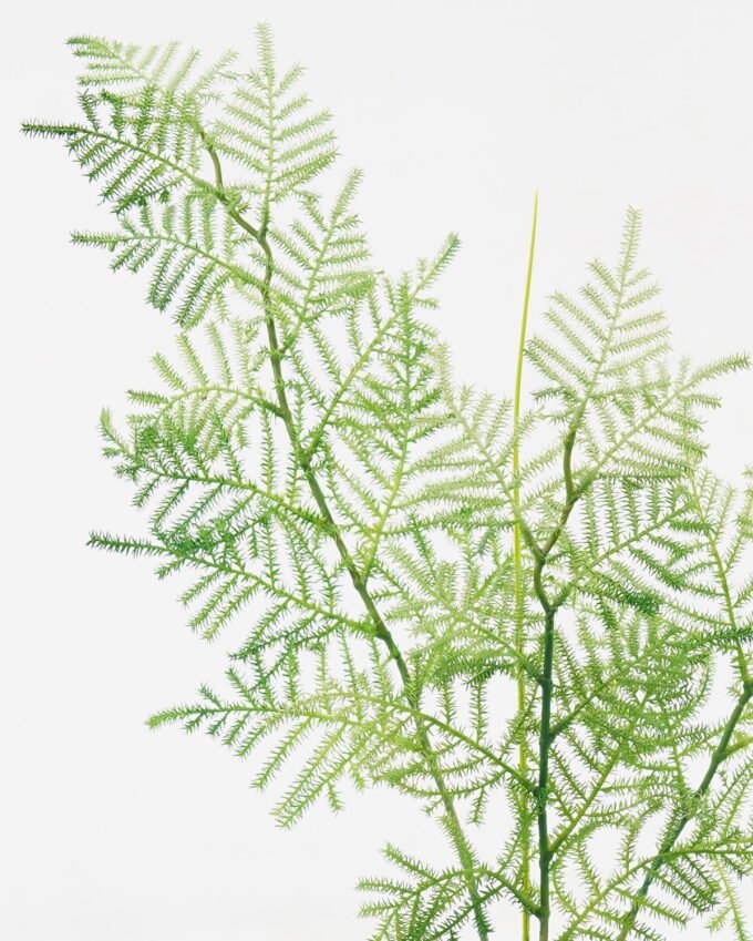 Artificial Plant Asparagus fer single stem GS-12723002_1 Artificial Plant 23*23*61cm Asparagus fer single stem GS-12723002 Leaves&Sprays&Foliages YeahFlower is one of Chinese leading OEM manufacturers and exporters , supplying the silk flowers, wholesale artificial trees