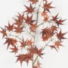 Artificial Plant 33*73cm Maple leaf *3 single stem GS-71223005-K3 Leaves&Sprays&Foliages YeahFlower is one of Chinese leading OEM manufacturers and exporters , supplying the silk flowers, wholesale artificial trees