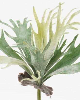 Artificial Plant 40*40*50cm Platycerium wallichii bush GS-71523007 Leaves&Sprays&Foliages YeahFlower is one of Chinese leading OEM manufacturers and exporters , supplying the silk flowers, wholesale artificial trees Artificial Plant 40*40*50cm Platycerium wallichii bush GS-71523007 Leaves&Sprays&Foliages YeahFlower is one of Chinese leading OEM manufacturers and exporters , supplying the silk flowers, wholesale artificial trees