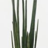 Artificial Plant 22*18*129CM Sansevieria/lvs18 GS-54619002 Potted Flowers&Plants YeahFlower is one of Chinese leading OEM manufacturers and exporters , supplying the silk flowers, wholesale artificial trees