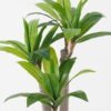 Artificial Tree 55*50*90cm Dracaena *3 in PP pot/35 lvs GS-30423085 Tree&Plant YeahFlower is one of Chinese leading OEM manufacturers and exporters , supplying the silk flowers, wholesale artificial trees