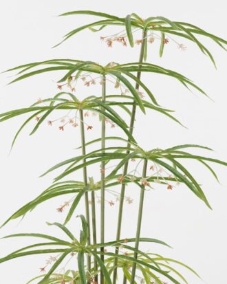 Artificial Tree 46*46*90cm Graptopetalum *9 in PP pot/18 lvs GS-48523007 Tree&Plant YeahFlower is one of Chinese leading OEM manufacturers and exporters , supplying the silk flowers, wholesale artificial trees