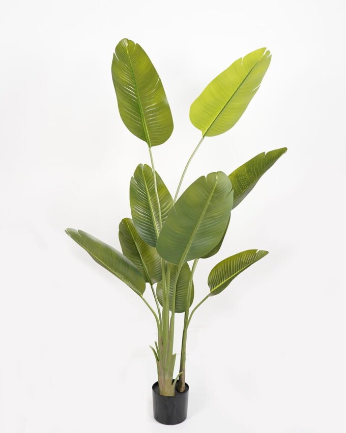 Artificial Tree 65*65*180cm Sterlitzia *3 in PP pot/10 lvs GS-48523019KD Tree&Plant YeahFlower is one of Chinese leading OEM manufacturers and exporters , supplying the silk flowers, wholesale artificial trees