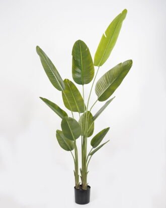 Artificial Tree 70*65*220cm Sterlitzia *3 in PP pot/12 lvs GS-48523020KD Tree&Plant YeahFlower is one of Chinese leading OEM manufacturers and exporters , supplying the silk flowers, wholesale artificial trees