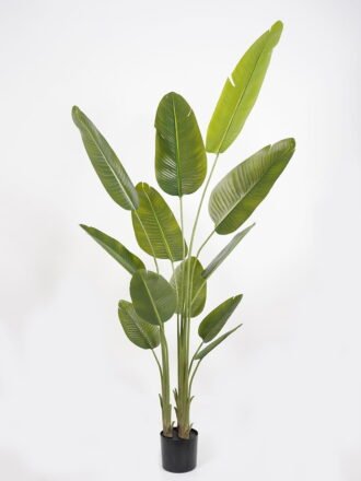 Artificial Tree 65*65*180cm Sterlitzia *3 in PP pot/10 lvs GS-48523019KD Tree&Plant 3,000+ sqm showroom with thousands of artificial flowers, plants & trees ready for global sourcing.