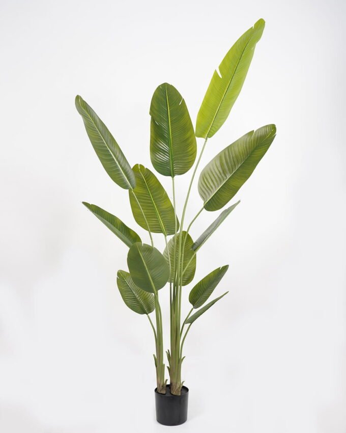 Artificial Tree 70*65*220cm Sterlitzia *3 in PP pot/12 lvs GS-48523020KD Tree&Plant YeahFlower is one of Chinese leading OEM manufacturers and exporters , supplying the silk flowers, wholesale artificial trees