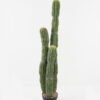 Artificial succulent 116CM Cactus GS-51423002_1 Artificial succulent 116CM Cactus GS-51423002 Succulent YeahFlower is one of Chinese leading OEM manufacturers and exporters , supplying the silk flowers, wholesale artificial trees