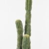 Artificial succulent 116CM Cactus GS-51423002_2 Artificial succulent 116CM Cactus GS-51423002 Succulent YeahFlower is one of Chinese leading OEM manufacturers and exporters , supplying the silk flowers, wholesale artificial trees