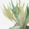 Artificial succulent 30*30*34cm Platycerium wallichii bush GS-71523008 Succulent YeahFlower is one of Chinese leading OEM manufacturers and exporters , supplying the silk flowers, wholesale artificial trees
