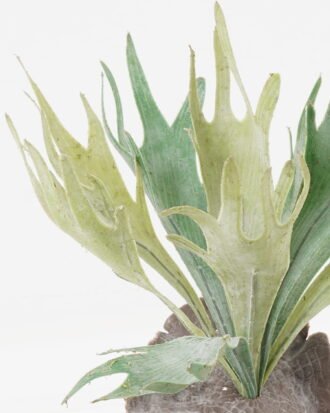 Artificial succulent 30*30*34cm Platycerium wallichii bush GS-71523008 Succulent YeahFlower is one of Chinese leading OEM manufacturers and exporters , supplying the silk flowers, wholesale artificial trees