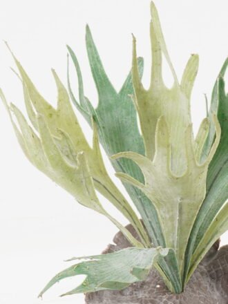 Artificial succulent H:125MM Desert plant in glass pot GS-3030524 Succulent 3,000+ sqm showroom with thousands of artificial flowers, plants & trees ready for global sourcing.