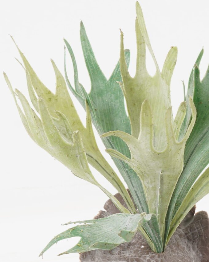 Artificial succulent 30*30*34cm Platycerium wallichii bush GS-71523008 Succulent YeahFlower is one of Chinese leading OEM manufacturers and exporters , supplying the silk flowers, wholesale artificial trees