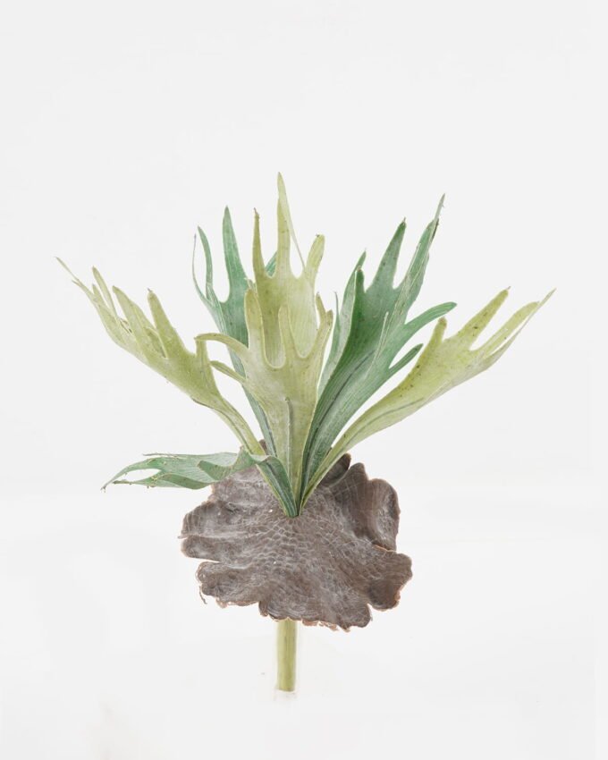 Artificial succulent 30*30*34cm Platycerium wallichii bush GS-71523008 Succulent YeahFlower is one of Chinese leading OEM manufacturers and exporters , supplying the silk flowers, wholesale artificial trees