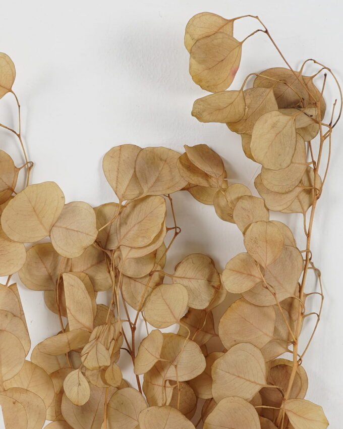 Dried Flowers 18*75cm Eucalyptus nature plants bundle GS-56623145 Bouquet YeahFlower is one of Chinese leading OEM manufacturers and exporters , supplying the silk flowers, wholesale artificial trees