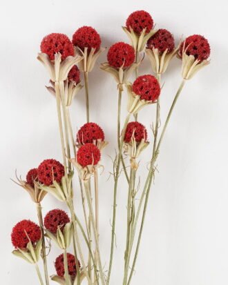 Dried Flowers 18*76cm nature plants *20 bundle GS-56623151 Bouquet YeahFlower is one of Chinese leading OEM manufacturers and exporters , supplying the silk flowers, wholesale artificial trees