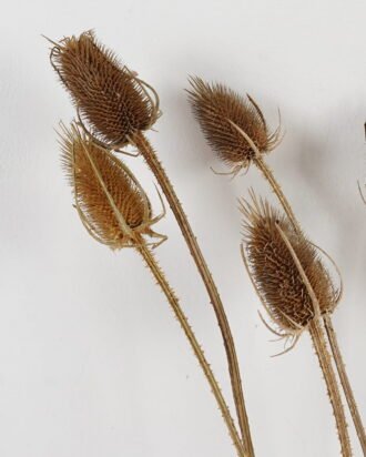 Dried Flowers 18*70cm nature plants *6 bundle GS-56623155 Bouquet YeahFlower is one of Chinese leading OEM manufacturers and exporters , supplying the silk flowers, wholesale artificial trees