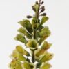 Artificial Flower 12*12*65cm Autumn Foxglove single stem GS-22023001-G1 2024Jan YeahFlower is one of Chinese leading OEM manufacturers and exporters , supplying the silk flowers, wholesale artificial trees