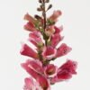 Artificial Flower 12*12*65cm Autumn Foxglove single stem GS-22023001-P1 2024Jan YeahFlower is one of Chinese leading OEM manufacturers and exporters , supplying the silk flowers, wholesale artificial trees