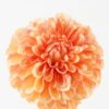Artificial Flower 13*13*68cm Dahlia single stem GS-14519053R-O1 2024Feb YeahFlower is one of Chinese leading OEM manufacturers and exporters , supplying the silk flowers, wholesale artificial trees