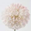 Artificial Flower Dahlia single stem GS-14519053R-W1_9 Artificial Flower 13*13*68cm Dahlia single stem GS-14519053R-W1 2024Feb YeahFlower is one of Chinese leading OEM manufacturers and exporters , supplying the silk flowers, wholesale artificial trees