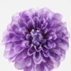 Artificial Flower 13*13*68cm Dahlia single stem GS-14519053R 2024Feb YeahFlower is one of Chinese leading OEM manufacturers and exporters , supplying the silk flowers, wholesale artificial trees