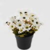 Artificial Flower 18*18*20cm Daisy in PP pot GS-03323141 2024Jan YeahFlower is one of Chinese leading OEM manufacturers and exporters , supplying the silk flowers, wholesale artificial trees