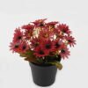 Artificial Flower 18*18*20cm Daisy in PP pot GS-03323141 2024Jan YeahFlower is one of Chinese leading OEM manufacturers and exporters , supplying the silk flowers, wholesale artificial trees