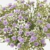 Artificial Flower GS-05523044_4 Artificial Flower  GS-05523044 2024Jan YeahFlower is one of Chinese leading OEM manufacturers and exporters , supplying the silk flowers, wholesale artificial trees