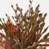 Artificial Flower 23*23*36cm Kelp bush GS-27923069 Flowers Bush 3,000+ sqm showroom with thousands of artificial flowers, plants & trees ready for global sourcing.