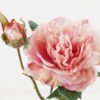 Artificial Flower Peony 2 single stem GS-48723029-P1_2 Artificial Flower 20*20*47cm Peony *2 single stem GS-48723029-P1 2024Jan YeahFlower is one of Chinese leading OEM manufacturers and exporters , supplying the silk flowers, wholesale artificial trees