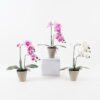 Artificial Flower 28*15*48cm Phalaenopsis *2 in cemnet pot/3 lvs GS-52723010 2024Feb YeahFlower is one of Chinese leading OEM manufacturers and exporters , supplying the silk flowers, wholesale artificial trees