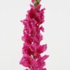 Artificial Flower 12*12*95cm Snapdragons single stem GS-53623061-R1 2024Feb YeahFlower is one of Chinese leading OEM manufacturers and exporters , supplying the silk flowers, wholesale artificial trees
