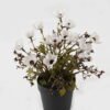 Artificial Flower 19*19*24cm Wild flower in PP pot GS-03323146-W1 2024Jan YeahFlower is one of Chinese leading OEM manufacturers and exporters , supplying the silk flowers, wholesale artificial trees