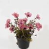 Artificial Flower Wild flower in PP pot GS-03323146_4 Artificial Flower 19*19*24cm Wild flower in PP pot GS-03323146 2024Jan YeahFlower is one of Chinese leading OEM manufacturers and exporters , supplying the silk flowers, wholesale artificial trees