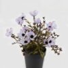 Artificial Flower Wild flower in PP pot GS-03323146_5 Artificial Flower 19*19*24cm Wild flower in PP pot GS-03323146 2024Jan YeahFlower is one of Chinese leading OEM manufacturers and exporters , supplying the silk flowers, wholesale artificial trees