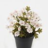 Artificial Flower Wild flower in PP pot GS-03323147_4 Artificial Flower 16*16*18.5cm Wild flower in PP pot GS-03323147 2024Jan YeahFlower is one of Chinese leading OEM manufacturers and exporters , supplying the silk flowers, wholesale artificial trees