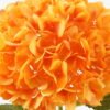 Artificial Flower 20*63CM single hydrangea GS-1450097-O1 2024Feb YeahFlower is one of Chinese leading OEM manufacturers and exporters , supplying the silk flowers, wholesale artificial trees