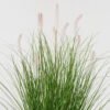 Artificial Grass Grass 11 in PP pot GS-61923067_2 Artificial Grass 60*60*68cm Grass *11 in PP pot GS-61923067 2024Jan YeahFlower is one of Chinese leading OEM manufacturers and exporters , supplying the silk flowers, wholesale artificial trees