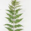 Artificial Plant 180cm Fern(L) GVC-21-2812 2024Jan YeahFlower is one of Chinese leading OEM manufacturers and exporters , supplying the silk flowers, wholesale artificial trees