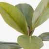 Artificial Plant 40cm Magnolia single stem 6 lvs GS-64823004_8 Artificial Plant 40cm Magnolia single stem/6 lvs GS-64823004 2024Jan YeahFlower is one of Chinese leading OEM manufacturers and exporters , supplying the silk flowers, wholesale artificial trees